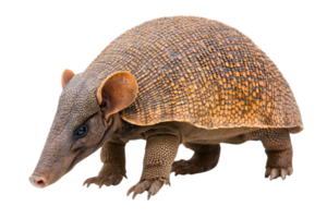 Detailed Armadillo Portrait Isolated on Transparent Background Featuring Brown Shell and Close Up Texture and Isolated Standing Wild Animal png
