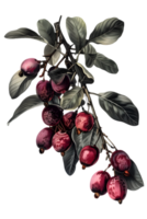 Detailed Branch of Red Berries and Gray Green Leaves on Transparent Background Showing Botanical Still Life Decorative Element png
