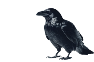 Detailed Black Raven on Transparent Backdrop in Profile Full Length Isolated Against Black Background Wildlife Predator Isolated and Rendered in Fine Detail png