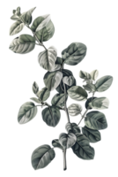 Detailed Botanical Illustration of Green Leaves and Branches on Transparent Background Isolated png