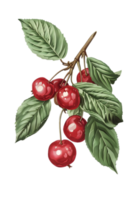 Detailed Cherry Branch with Green Leaves and Ripe Red Fruits on Transparent Background Still Life png