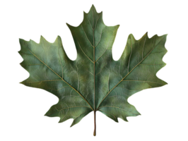 Detailed Close Up of a Green Maple Leaf with Transparent Background Botanical Object Isolated on Black Backdrop for Graphic Design and Seasonal Decoration png
