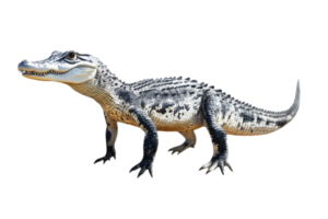 Detailed Crocodile with Gray and Black Speckled Pattern Scales Standing Isolated on Black Background Showing Sharp Teeth png