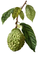 Detailed Illustration of a Green Cherimoya Fruit on a Branch with Leaves on a Transparent Background png