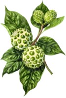 Detailed Illustration of Noni Fruit Branch with Green Leaves on Transparent Background png