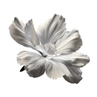 Monochromatic Closeup of a Delicate White Flower with Soft Petals and a Dark Background png