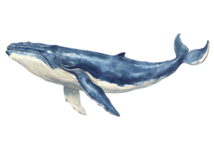 Detailed Illustration of a Blue Humpback Whale Swimming in the Ocean on a Transparent Background png