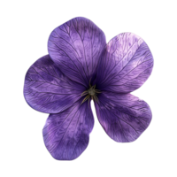 Closeup of a Single Deep Purple Flower with Visible Veins and Petals png