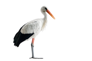 Elegant White Stork Standing Tall on Transparent Background with Black and White Feathers and a Long Orange Beak png