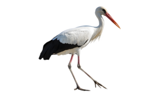 Elegant White Stork Posing with Long Legs on Transparent Background Wildlife Detailed Profile of a Wild Bird with Extended Beak Walking and Standing png