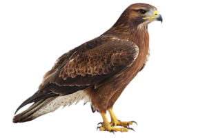 Detailed Portrait of Brown Hawk with Yellow Talons and Beak Standing in Profile Isolated on Transparent Background png
