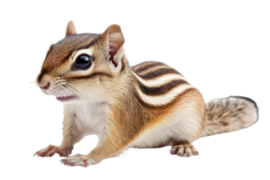 Detailed Portrait of A Wild Brown Chipmunk Isolated on Transparent Background with Stripped Fur and Adorable Black Eyes Cute and Small Mammal png