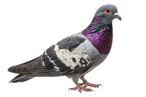 détaillé portrait de Pigeon avec gris plumage et coloré iridescent plumes permanent sur transparent Contexte dans studio lumière png