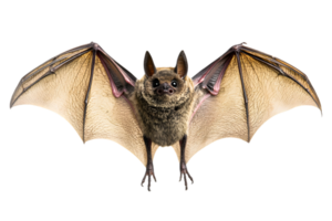 Detailed Portrait of Flying Bat with Open Wings on a Transparent Background with Detailed Wing Membrane and Fur Pattern png
