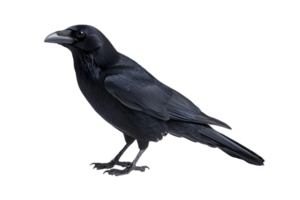 Detailed Portrait of a Black Crow Perched with Transparent Background Bird Looking to Side Sharp Focus on Feathers and Beak in Studio Lighting png