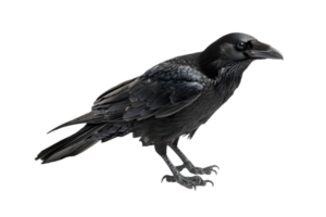 Detailed Portrait of a Glossy Black Raven with Intricate Feathers on Transparent Background Wildlife Close Up png