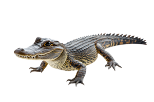 Detailed Portrait of a Young Alligator with Scaled Skin Isolated on Transparent Background Featuring Brown and Black Patterns and Sharp Teeth png