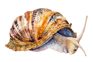 Detailed Snail with Brown Shell and Translucent Body on a Transparent Background in a Studio Light Setting png