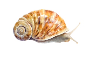 Detailed Snail with Brown Shell Isolated on Transparent Background a Macro Wildlife Image png