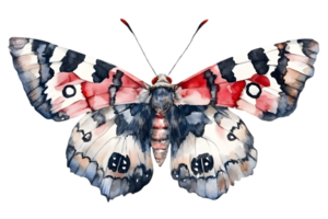 Detailed Watercolor Butterfly with Symmetrical Wing Pattern in Red White and Black on a Transparent Background with Delicate Antennae and Fine Details png