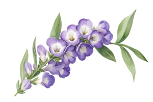 Detailed Watercolor Painting of Purple Flowers and Green Leaves on Transparent Background Delicate Floral Illustration with Soft Lighting and Botanical Elements png