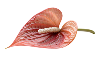 Elegant Pink Anthurium Flower with Detailed Texture and Isolated on Transparent Background in a Studio Shot png