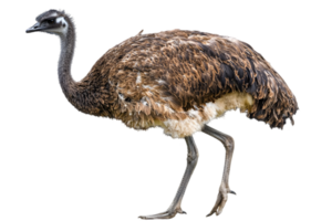 Emu Chick with Fluffy Brown Feathers Standing On Transparent Background in Natural Light png