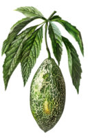 Exotic Fruit with Green Leaves on Transparent Background Detailed View of Botanical Still Life with Intricate Patterns Tropical Theme Artwork png