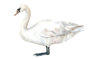 Elegant White Swan Isolated on Transparent Background in Side View Featuring Graceful Feathers and Long Neck Detailed Bird Illustration Design png