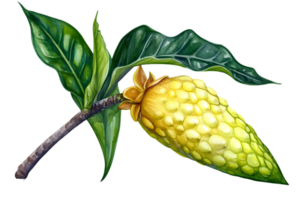 Exotic Yellow Fruit with Green Leaves on Branch Isolated on Transparent Background Detailed Watercolor Illustration Vibrant Tropical Design png