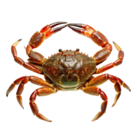 A Detailed Close Up of a Reddish Brown Crab with Powerful Claws png