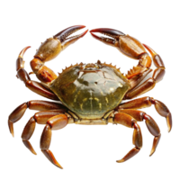 A Large Brown Crab with Powerful Claws and a Shiny Carapace png