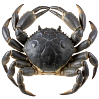 A Detailed CloseUp View of a Large DarkColored Crab with Powerful Claws png