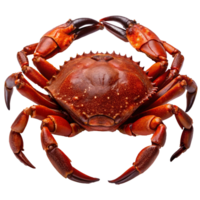 A Detailed Closeup of a Cooked Red Crab with Visible Claws and Shell Texture png