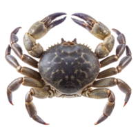 A Detailed CloseUp View of a Single Crab Specimen Isolated on White Background png