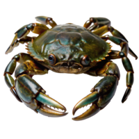 A CloseUp View of a Majestic Green Crab with Powerful Claws png