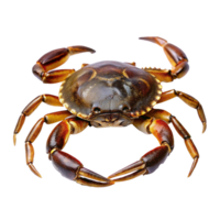 Closeup View of a Large Brown Crab with Powerful Claws and Detailed Shell Texture png