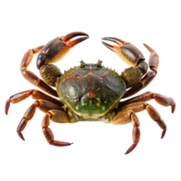 A Detailed Close Up View of a Large Green and Brown Crab png