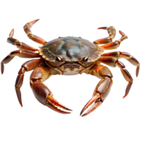 Closeup View of a Large Brown Crab with Powerful Claws png