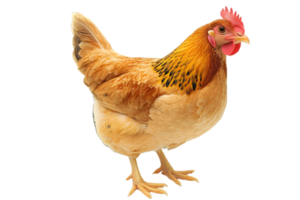 Golden Brown Chicken Standing Tall with Detailed Feathers on Transparent Background Isolated For Easy Integration In Editorial And Commercial Designs png