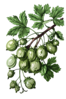 Gooseberry Branch with Green Berries and Leaves on a Transparent Background Botanical Illustration png