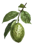 Green Lemon Hanging on Branch with Leaves Isolated on Transparent Background a Vibrant Close Up Still Life Botanical Artwork png