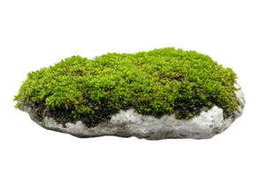 Green Moss Growing on a Gray Stone in a Transparent Background with a Soft Texture Detailed Focus and Natural Light png