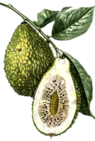 Green Gac Fruit Still Life with Cut Half and Leaves on Transparent Background png