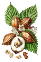 Hazelnut Still Life with Green Leaves and Nut Kernel on a Transparent Background Botanical Illustration png