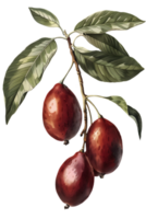 Illustration of a Branch with Red Fruits and Green Leaves on Transparent Background png
