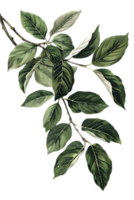 Illustration of Green Leaves and Branch in Botanical Theme on a Transparent Background with Artistic Touch png