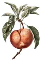 Illustration of a Single Peach on a Branch with Green Leaves on Transparent Background png