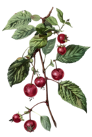 Illustration of Red Berries on Branch with Green Leaves Isolated on Transparent Background png