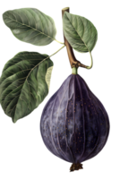 Illustration of Ripe Fig with Leaves on Transparent Background Featuring Deep Purple and Green Tones in a Botanical Style png